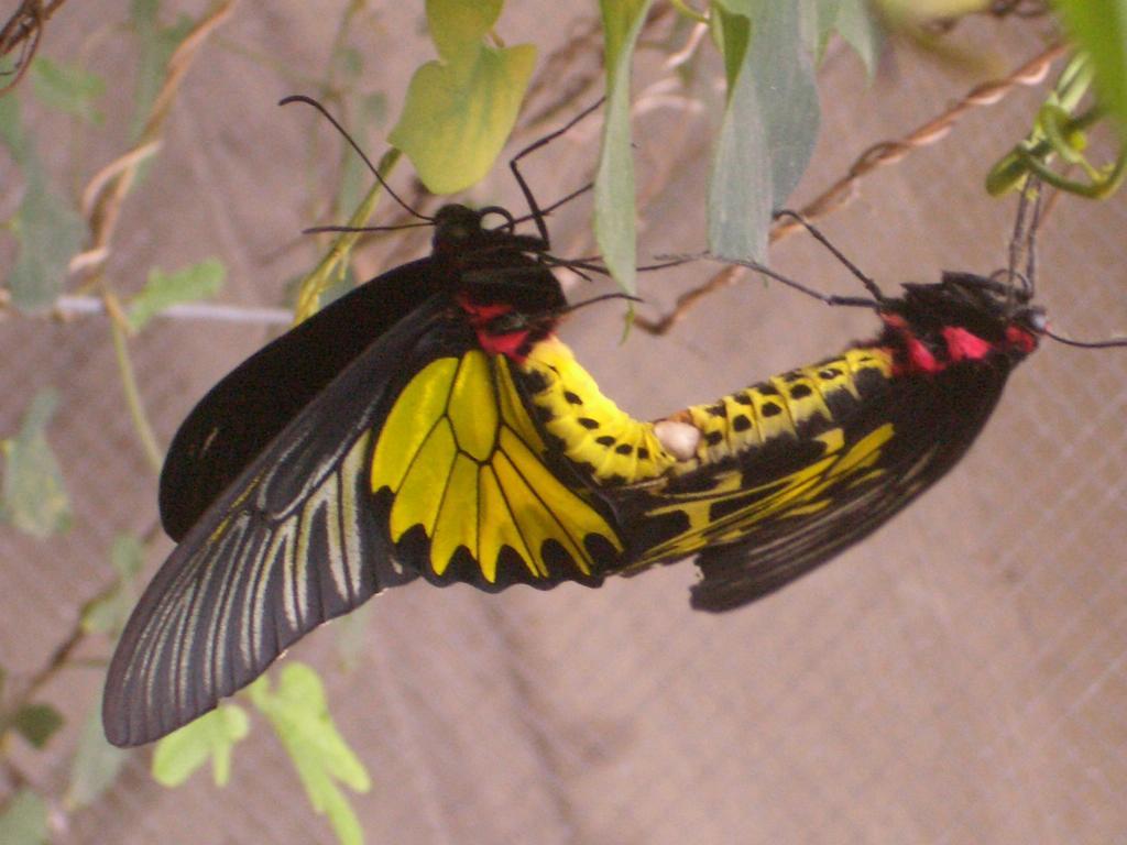 Butterfly B&B Manzhou Extérieur photo
